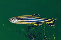 Image of Danio rerio (Zebra danio)