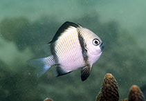 Image of Dascyllus reticulatus (Reticulate dascyllus)