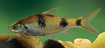 Image of Dawkinsia srilankensis (Blotched filamented barb)