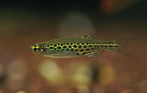 Image of Danio tinwini 