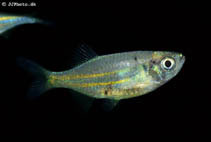 Image of Devario affinis 