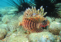 Image of Dendrochirus brachypterus (Dwarf lionfish)