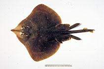 Image of Dentiraja confusa 