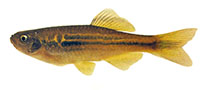 Image of Devario kakhienensis 