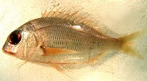 Image of Dentex macrophthalmus (Large-eye dentex)