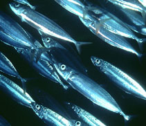 Image of Decapterus macarellus (Mackerel scad)