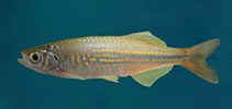 Image of Devario malabaricus (Malabar danio)