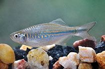 Image of Devario micronema (Kithulgala danio)