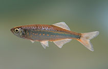 Image of Devario monticola (Mountain danio)