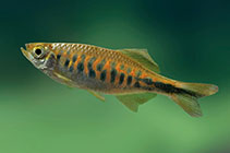 Image of Devario pathirana (Barred danio)