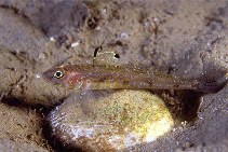 Image of Deltentosteus quadrimaculatus (Four-spotted goby)