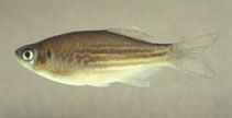 Image of Devario strigillifer 