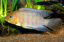 Image of Divandu albimarginatus 