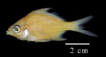 Image of Diapterus auratus (Irish mojarra)