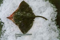 Image of Zearaja chilensis (Yellownose skate)