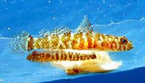 Image of Marcelogobius janetarum 