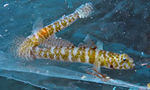 Image of Marcelogobius janetarum 