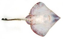 Image of Rajella lintea (Sailray)