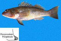 Image of Diplectrum maximum (Torpedo sand perch)