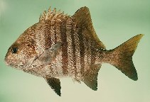 Image of Dichistius multifasciatus (Banded galjoen)