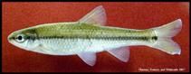 Image of Dionda nigrotaeniata (Guadalupe roundnose minnow)