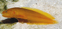 Image of Diancistrus novaeguineae (New guinea viviparous brotula)