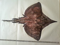 Image of Dipturus oxyrinchus (Longnosed skate)