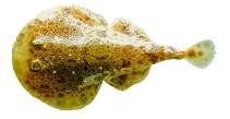 Image of Diplobatis picta (Painted electric ray)