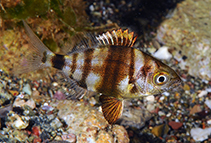 Image of Diplodus puntazzo (Sharpsnout seabream)