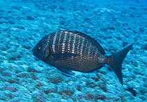 Image of Diplodus helenae (St. Helena white seabream)