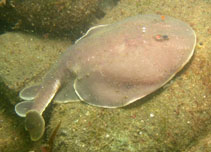 Image of Discopyge tschudii (Apron ray)