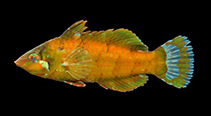 Image of Doratonotus megalepis (Dwarf wrasse)