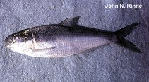 Image of Dorosoma smithi (Pacific gizzard shad)