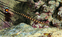 Image of Dunckerocampus chapmani (Glowtail pipefish)