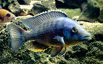 Image of Eclectochromis lobochilus 