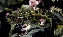 Image of Ecsenius sellifer (Saddle blenny)