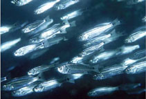 Image of Elattarchus archidium (Bluestreak drum)