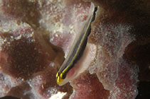 Image of Elacatinus colini (Belize sponge goby)