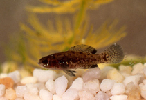 Image of Elassoma evergladei (Everglades pygmy sunfish)