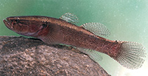 Image of Eleotris klunzingerii 