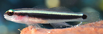 Image of Elacatinus louisae (Spotlight goby)