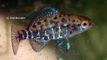 Image of Elassoma okefenokee (Okefenokee pygmy sunfish)