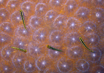 Image of Elacatinus phthirophagus (Noronha cleaner goby)