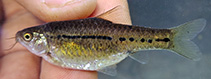 Image of Enteromius brachygramma (Linespotted ufipa barb)