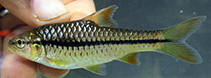 Image of Enteromius eutaenia (Orangefin barb)