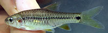 Image of Enteromius kerstenii (Redspot barb)