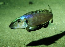 Image of Xenotilapia melanogenys 