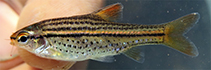 Image of Enteromius multilineatus (Copperstripe barb)