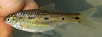 Image of Enteromius neefi (Sidespot barb)