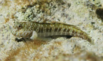 Image of Entomacrodus nigricans (Pearl blenny)